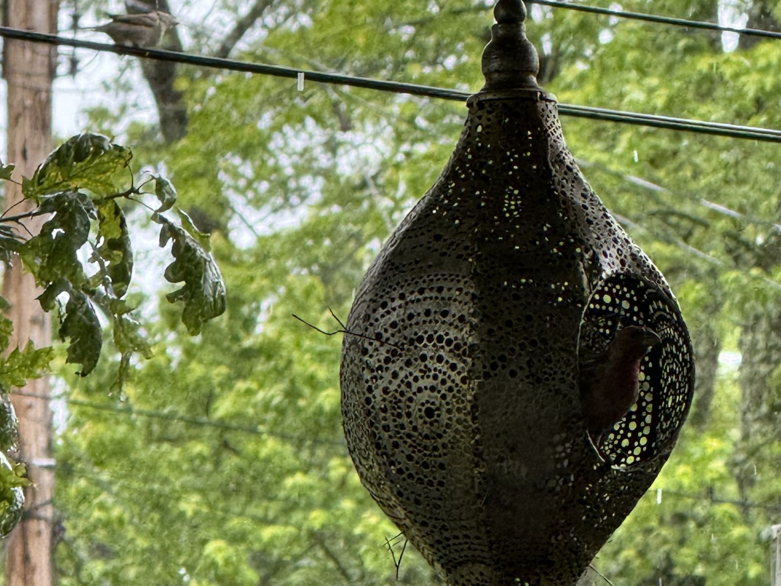 Bird Watching House Sparrow — Urban Spa Retreat, Monroeville PA